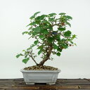 盆栽 桑 樹高 約16cm くわ Morus australis クワ クワ科 落葉樹 観賞用 小品 現品 送料無料