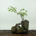盆栽 楡欅 樹高 約19cm にれけやき Ulmus parvifolia ニレケヤキ 紅葉 斑入り 石付 レ科 落葉樹 観賞用 小品 現品 送料無料