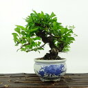盆栽 ピラカンサ 樹高 約14cm Pyracantha バラ科 常緑樹 観賞用 小品 現品 送料無料