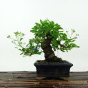盆栽 ピラカンサ 樹高 約12cm Pyracantha バラ科 常緑樹 観賞用 小品 現品 送料無料