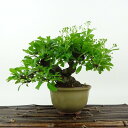 盆栽 ピラカンサ 樹高 約15cm Pyracantha バラ科 常緑樹 観賞用 小品 現品 送料無料