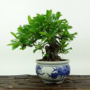 盆栽 ピラカンサ 樹高 約15cm Pyracantha バラ科 常緑樹 観賞用 小品 現品 送料無料