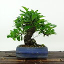 盆栽 ピラカンサ 樹高 約14cm Pyracantha バラ科 常緑樹 観賞用 小品 現品 送料無料