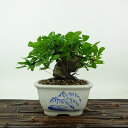 盆栽 ピラカンサ 樹高 約10cm Pyracantha バラ科 常緑樹 観賞用 小品 現品 送料無料
