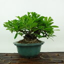 盆栽 ピラカンサ 樹高 約13cm Pyracantha バラ科 常緑樹 観賞用 小品 現品 送料無料