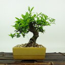 盆栽 ピラカンサ 樹高 約14cm Pyracantha バラ科 常緑樹 観賞用 小品 現品 送料無料