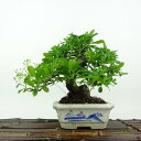 盆栽 ピラカンサ 樹高 約16cm Pyracantha バラ科 常緑樹 観賞用 小品 現品 送料無料