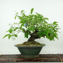 盆栽 真弓 樹高 約38cm まゆみ Euonymus sieboldianus マユミ ニシキギ科 落葉広葉樹 観賞用 現品