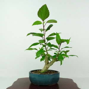 盆栽 ハイビスカス 樹高 約25cm はいびすかす アオイ科 フヨウ属 多年草 観賞用 現品 送料無料