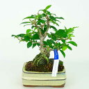 【ポイント5倍 お買い物マラソン】盆栽 梅擬 うめもどき Ilex serrata Ilex ウメモドキ 石付き モチノキ科 落葉樹 実物 観賞用 小品 現品 送料無料 ぼんさい bonsai 雑木 趣味 和 人気商品 癒し プレゼント 贈りもの お祝い 植物