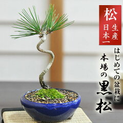 https://thumbnail.image.rakuten.co.jp/@0_mall/bonsai-myo/cabinet/cpr003_003s8.jpg