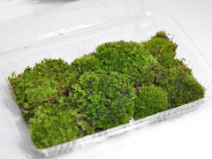 https://thumbnail.image.rakuten.co.jp/@0_mall/bonsai-myo/cabinet/detail3/458d01.jpg