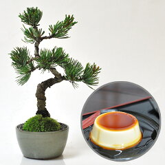 https://thumbnail.image.rakuten.co.jp/@0_mall/bonsai-myo/cabinet/father/m1690.jpg