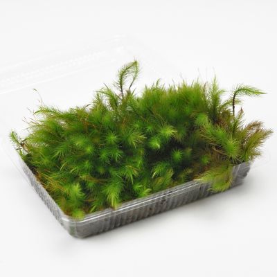 苔 ヒノキゴケ パック 檜苔 ひのきごけ 苔玉 苔テラリウム 苔盆栽 コケリウム 植物 ビオトープ 庭園 キット 栽培 初心者 moss モス おすすめ インテリア 苔庭 苔リウム 専門店 緑化 庭 グランドカバー 流木 アート 人気のサムネイル