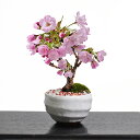 開花終了 桜 盆栽 桜盆栽 ミニ盆栽 