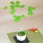 板屋名月(十二単衣) カエデの盆栽