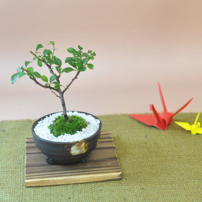 https://thumbnail.image.rakuten.co.jp/@0_mall/bonsai-myo/cabinet/main1/m077.jpg