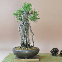 https://thumbnail.image.rakuten.co.jp/@0_mall/bonsai-myo/cabinet/main1/m267.jpg