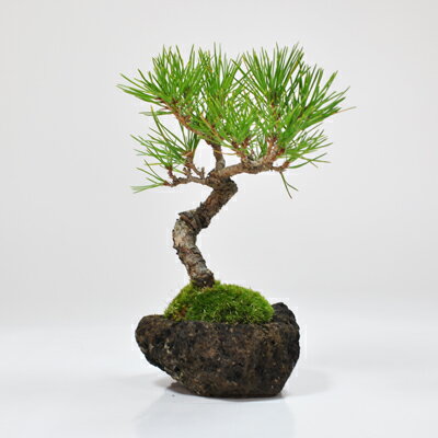 ߥߺ   ФĤ ߥ˥ߥߺ  鿴 ä ̣ ﵯߥߺ ץ쥼 ե £ʪ £  ˤ࿦ Źˤ ǯ 뺧  ž   Ĺˤ Ϸ ȭ bonsai ߥߺ