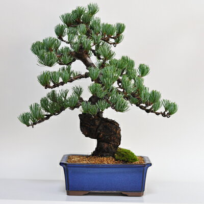 盆栽 特選：三河黒松*　現品 くろまつ　クロマツ　Kuromatsu bonsai 中品盆栽