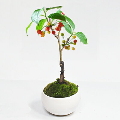 盆栽 さくらんぼ ミニ盆栽 鉢植え 花もの 実もの 観葉植物 インテリア かわいい おしゃれ モダン 室内 初心者 趣味 プレゼント ギフト 贈り物 贈答品 誕生日 母の日 父の日 お祝い 退職 開店祝い 周年 結婚 結婚記念日 引越 新築 改装 移転 送別 昇進 長寿祝い 鉢植え 盆