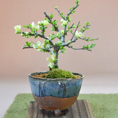 https://thumbnail.image.rakuten.co.jp/@0_mall/bonsai-myo/cabinet/main1/m519.jpg