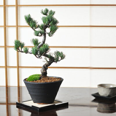 ߺ  վ ʤվ ߺ ߺ 鿴 ̣  վ ץ쥼 ե £ʪ £   ˤ࿦ Źˤ ǯ 뺧 뺧ǰ    ž   Ĺˤ ȭ ܥ󥵥 bonsai եߺ ߺ̯