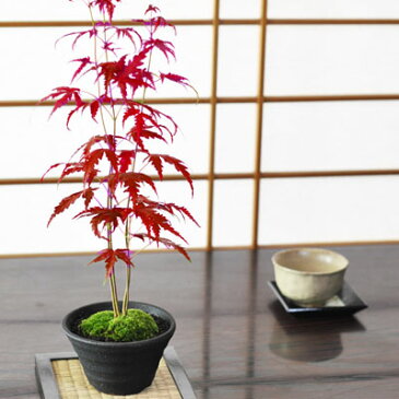 盆栽 もみじ 紅葉【 楽天1位 ミニ盆栽 山もみじ 寄せ植え 秋 四季 季節 ギフト 盆栽 開店 お祝い 退職 ラッピング 母の日 父の日 敬老の日 誕生日 人気 ランキング 】