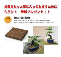 楽天市場 盆栽 道具 セット 選べる 長寿梅 五葉松 桜 初心者セット ミニ盆栽 キット 入門 はさみ 盆栽鋏 ピンセット 薬剤 ベニカ トレー お助け 道具セット ミニ盆栽 入門 初心者 これから 始める ギフト盆栽 退職 ラッピング 母の日 父の日 誕生日 桜特集 盆栽妙 楽天 楽天市場 盆栽 道具 セット 選べる 長寿梅 五葉松 桜 初心者セット ミニ盆栽 キット 入門 はさみ 盆栽鋏 ピンセット 薬剤 ベニカ トレー お助け 道具セット ミニ盆栽 入門 初心者 これから 始める ギフト盆栽 退職 ラッピング 母の日 父の日 誕生日 桜特集 盆栽妙 楽天
