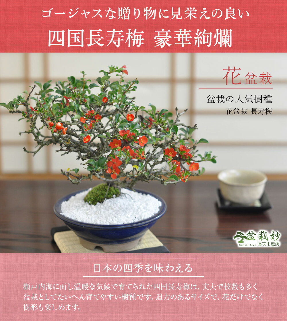 盆栽 四国長寿梅 豪華絢爛 ミニ 鉢植 円以上 盆栽妙 店 盆栽 四国長寿梅 豪華絢爛 ミニ 鉢植 円以上 盆栽妙 店