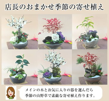 盆栽 モダン おまかせ お正月 福 縁起物 植物 五葉松 梅 ぼんさい 正月飾り 寄植え