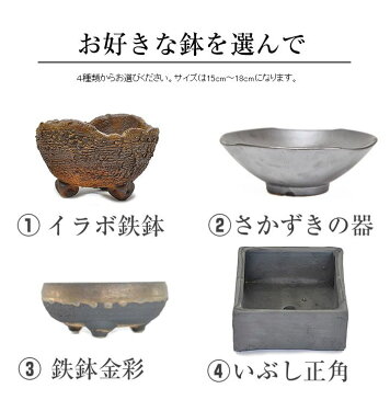 盆栽 モダン おまかせ お正月 福 縁起物 植物 五葉松 梅 ぼんさい 正月飾り 寄植え