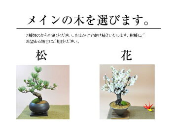 盆栽 モダン おまかせ お正月 福 縁起物 植物 五葉松 梅 ぼんさい 正月飾り 寄植え