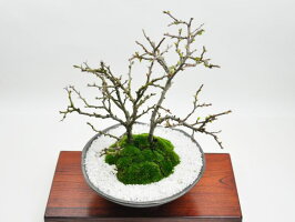 紅白長寿梅さかずきの器