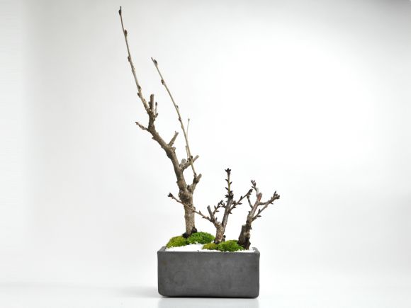 桜盆栽 藤と桜の寄植え 信楽焼 瓦鉢正角 盆栽 藤 人気 花芽 ミニ盆栽 花見 四季 鉢植 お祝い プレゼント 鉢花 贈り物 サクラ 桜特集 盆栽妙 店 桜盆栽 藤と桜の寄植え 信楽焼 瓦鉢正角 盆栽 藤 人気 花芽 ミニ盆栽 花見 四季 鉢植 お祝い プレゼント 鉢花 贈り物 サクラ 桜特集 盆栽妙 店