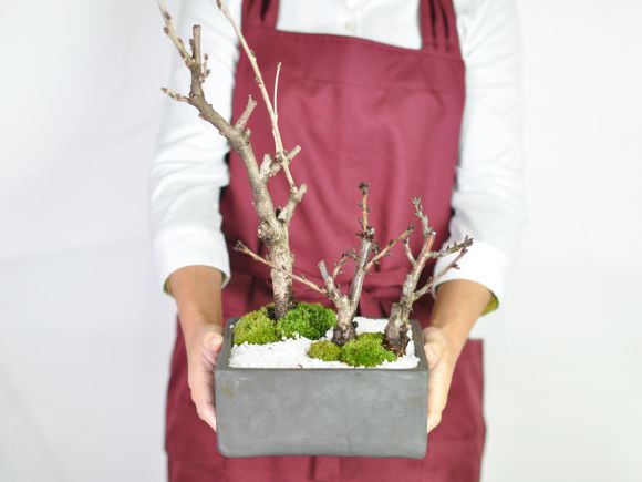 桜盆栽 藤と桜の寄植え 信楽焼 瓦鉢正角 盆栽 藤 人気 花芽 ミニ盆栽 花見 四季 鉢植 お祝い プレゼント 鉢花 贈り物 サクラ 桜特集 盆栽妙 店 桜盆栽 藤と桜の寄植え 信楽焼 瓦鉢正角 盆栽 藤 人気 花芽 ミニ盆栽 花見 四季 鉢植 お祝い プレゼント 鉢花 贈り物 サクラ 桜特集 盆栽妙 店