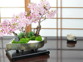 桜盆栽 プレゼント 桜の豪華寄植え 落ち葉型 信楽焼鉢 贈り物 12号 盆栽 桜 人気 花芽 サクラ ミニ盆栽 花見 四季 鉢植 お祝い プレゼント 鉢花 贈り物 サクラ 桜特集 盆栽妙 店 桜づくしの寄植え 小さな庭を我が家に 桜盆栽 プレゼント 桜の豪華寄植え 落ち葉型 信楽焼鉢 贈り物 12号 盆栽 桜 人気 花芽 サクラ ミニ盆栽 花見 四季 鉢植 お祝い プレゼント 鉢花 贈り物 サクラ 桜特集 盆栽妙 店 桜づくしの寄植え 小さな庭を我が家に