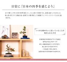 さくら 盆栽 ぼんさい Sakura 桜の寄せ植え 誕生日 盆栽ギフト 桜の寄せ植え バレンタイン 盆栽 桜特集 盆栽妙 プレゼント 盆栽 陶器鉢6号 おしゃれ ギフト 初心者 贈り物 自宅でお花見 母の日 かわいい Bonsai 大小の桜に小さい梅花オーレンがかわいい桜の公園風 桜盆栽 さくら 盆栽 ぼんさい Sakura 桜の寄せ植え 誕生日 盆栽ギフト 桜の寄せ植え バレンタイン 盆栽 桜特集 盆栽妙 プレゼント 盆栽 陶器鉢6号 おしゃれ ギフト 初心者 贈り物 自宅でお花見 母の日 かわいい Bonsai 大小の桜に小さい梅花オーレンがかわいい桜の公園風 桜盆栽