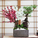盆栽 松 梅 黒松と紅白梅の寄せ植え 松盆栽 梅盆栽 梅の盆栽 松の盆栽 鉢植え 寄せ植え モダン インテリア ギフト プレゼント 誕生日 お祝い 退職 開店祝...