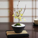 盆栽 姫水木 縁起の良い花の咲く盆栽 花盆栽 鉢植え ミニ盆栽 ギフト 贈り物 おしゃれ モダン インテリア 鉢花 縁起 初心者 bonsai ボンサイ 趣味 ...