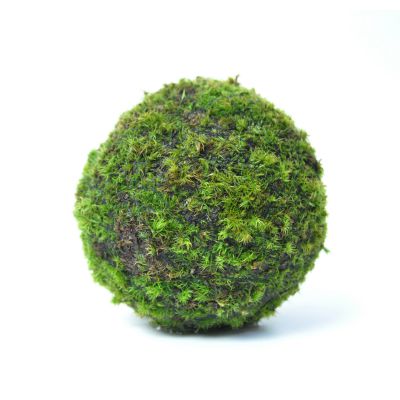 モスボール 11cm 苔盆栽 苔玉 和盆栽 山苔 ギフト 贈り物 おしゃれ モダン インテリア グリーン