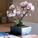桜 盆栽 ミニ盆栽 桜盆栽 ミニ桜 旭山桜 ミニ 和モダン 金彩 4号 信楽焼 鉢植え 鉢花 盆栽ギフト 鉢花ギフト ギフト プレゼント 誕生日 父の日 退職 ...