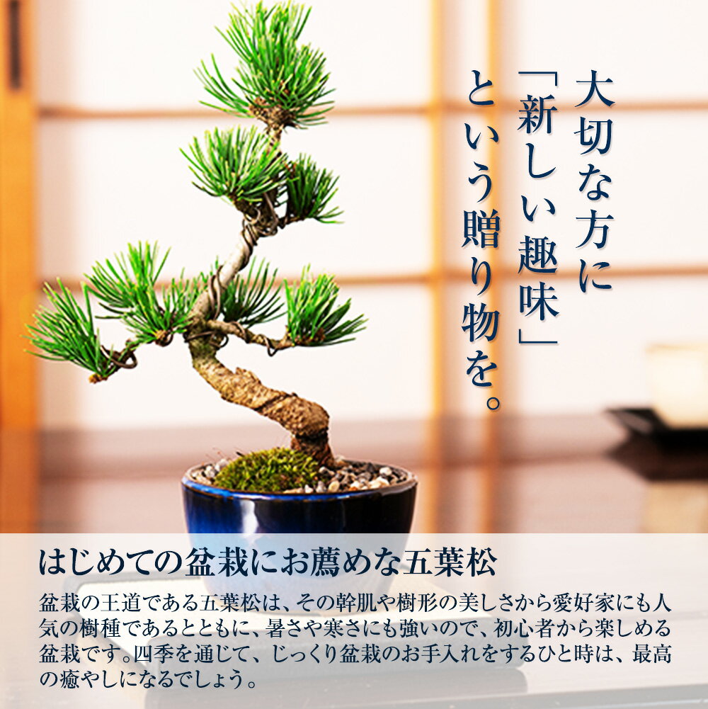 盆栽と日本酒と酒器のセット ミニ盆栽 ミニ松 松盆栽 樹齢5年 五葉松 香川の地酒 金陵 楠神 日本酒 ギフト 贈り物 プレゼント 盆栽ギフト 酒ギフト敬老の日 お誕生日 お祝い 記念日 結婚 新築 引越 移転 内祝い