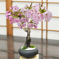 母の日 盆栽 桜 桜の盆栽 5月開花 遅咲き 和モダン 信楽焼陶器鉢 宗蔵作 黒丸和鉢 ...