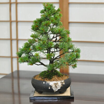 https://thumbnail.image.rakuten.co.jp/@0_mall/bonsai-myo/cabinet/product2022b/m2850.jpg