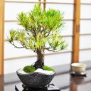 盆栽 松 蛇の目松 ミニ盆栽 小品盆栽 松盆栽 赤松 珍しい プレゼント ギフト 贈答品 贈答 誕生日 父の日 長寿祝い 賀寿祝い 記念樹 鉢植え シンボルツリ...