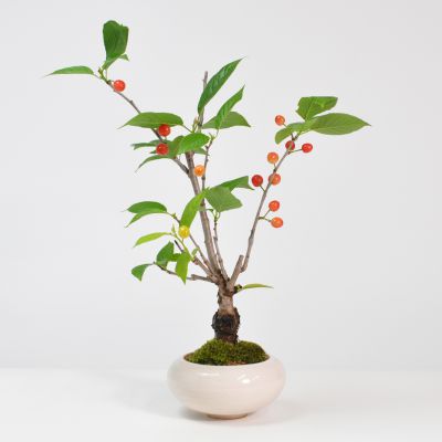 盆栽 さくらんぼ ミニ盆栽 鉢植え 花もの 実もの 観葉植物 インテリア かわいい おしゃれ モダン 室内 初心者 趣味 プレゼント ギフト 贈り物 贈答品 誕生日 母の日 父の日 お祝い退職 開店祝い 周年 結婚 結婚記念日 引越 新築 改装 移転 送別 昇進 長寿祝い 鉢植え 盆栽