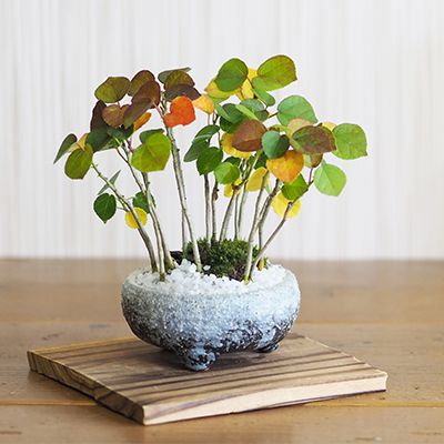 寄せ植え 盆栽 ミニ盆栽 ハマボウの寄せ植え はまぼう 紅葉する 鉢植え 趣味 初心者 室内 育て方説明書付き 肥料付き ギフト 贈り物 プレゼント 贈答品 贈答 お祝い お誕生日 父の日 開店祝い 開店 オープン 移転 引越 新築 結婚 結婚記念日 退職 送別 昇進 内祝い