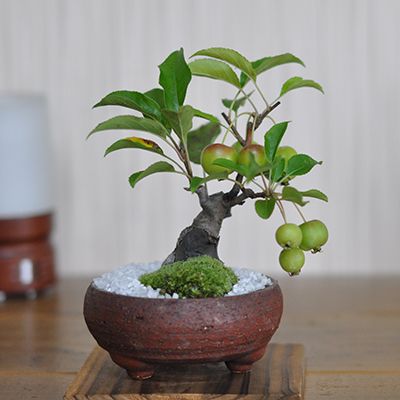 ミニ盆栽 りんご 小品 ミニミニ盆栽 姫リンゴ ミニリンゴ 花 実 趣味 室内 鑑賞 盆栽ギフト 鉢植えギフト贈り物 ギフ…