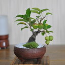 ミニ盆栽 りんご 小品 ミニミニ盆栽 姫リンゴ ミニリンゴ 花 実 趣味 室内 鑑賞 盆栽ギフト 鉢植えギフト贈り物 ギフト プレゼント 贈答品 贈答 ギフト用...